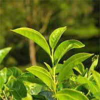 Amla Extract